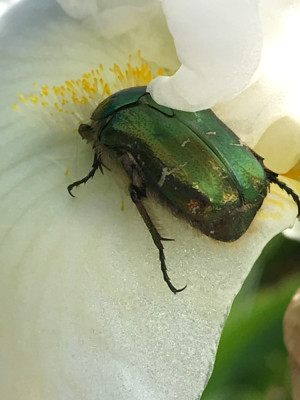Rosenkäfer auf Iris (3).JPG