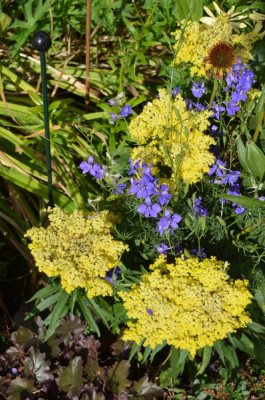 Solidago-Sweety.15-1.jpg