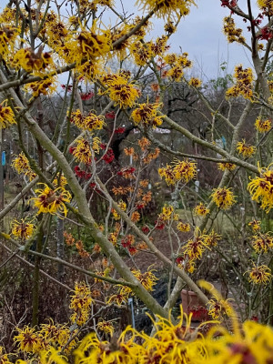IMG_7778.jpeg