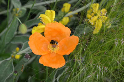 Papaver_lateritium.20-1.jpg