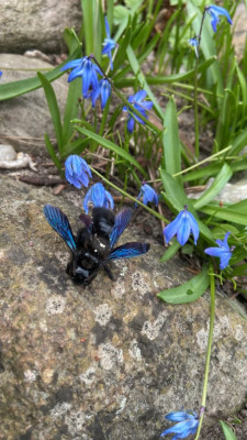 SCilla und Holzbiene (1).JPG