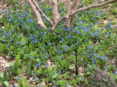 Omphalodes mit Magnoliea kobus.JPG