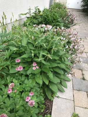 Astrantia, Geran. cantabr, Helleb., Chrys. arc (1).JPG