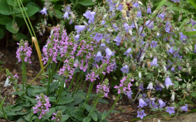 Stachys_grandiflora-Ukkie.20-1.jpg