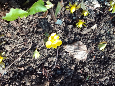 Eranthis hyemalis