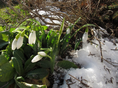 schneegloeckchen15.JPG