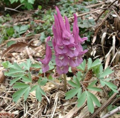 04040004_eCorydalis_solida.JPG