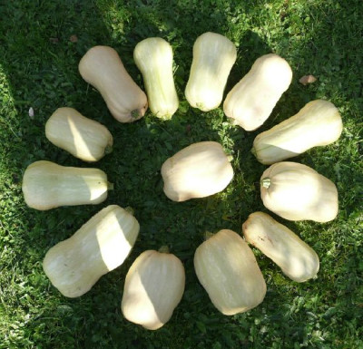 ernte_081005.jpg