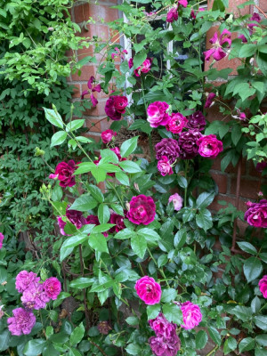 IMG_0786.jpeg