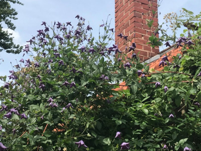 Clematis vertic. KGA (2).JPG