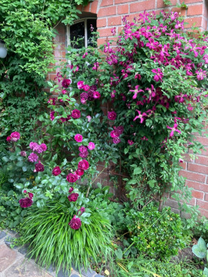 IMG_0785.jpeg