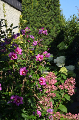 Hibiscus_syriacus-Silke.21-1.jpg