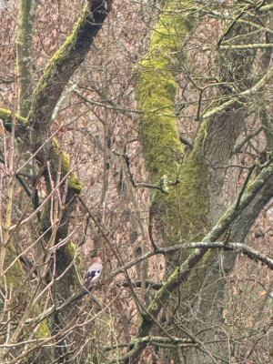 IMG_5035.jpeg