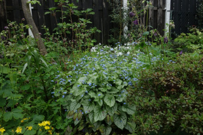 Brunnera-JackFrost.23-1.jpg