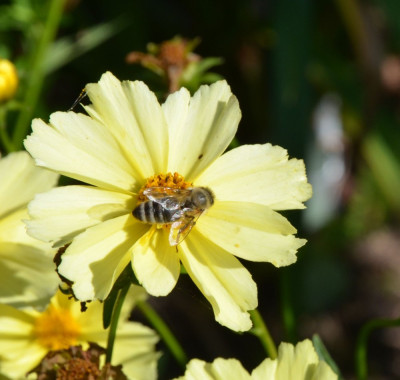 Insekten-Seidenbiene.21-2.jpg