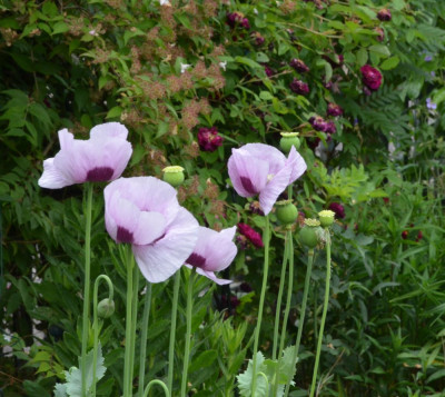 Papaver.22-1.jpg