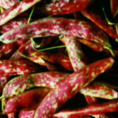 spateborlotti.jpg