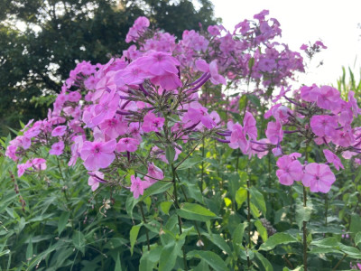IMG_1036.jpeg