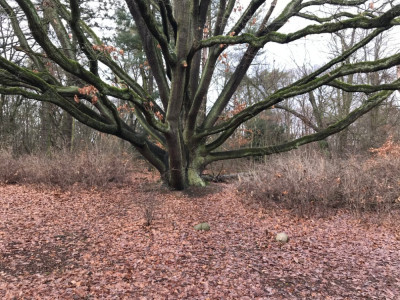 Quercus x fastiguata (1).JPG