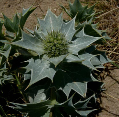 Eryngium maritimum.jpg