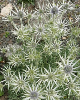 Eryngium borugatii (1).JPG