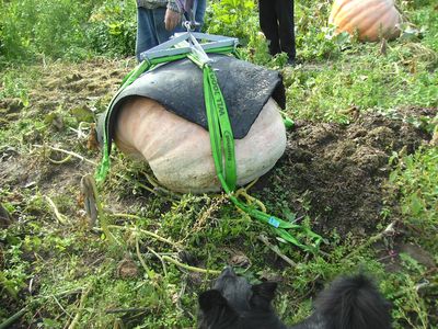 Kurbis_wird_aufgehangt.jpg