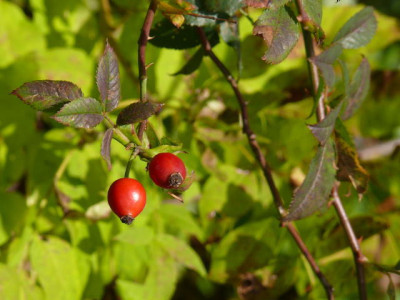 P1150151.jpg