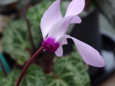 Blüte