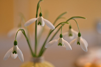 Gloeckchen-in-der-Vase-Feb0725_032.jpg