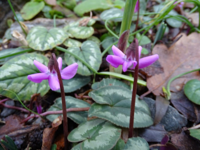 Ein C. alpinum