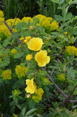Rosa_pimpinellifolia-HelenKnight.22-1.jpg