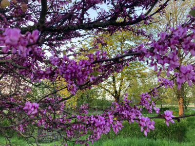 IMG_1852.jpeg