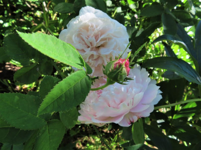 blanchepfngst (2).JPG