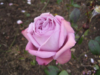 IMG_4142_Small.JPG