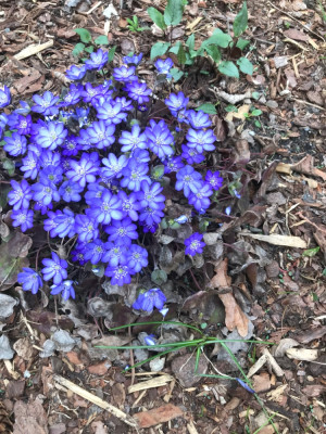 Hepatica Blülte (2).JPG