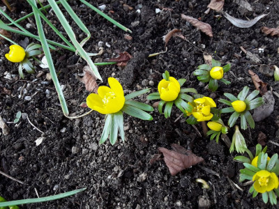 Eranthis hyemalis