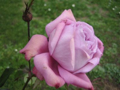 IMG_4144_Small.JPG