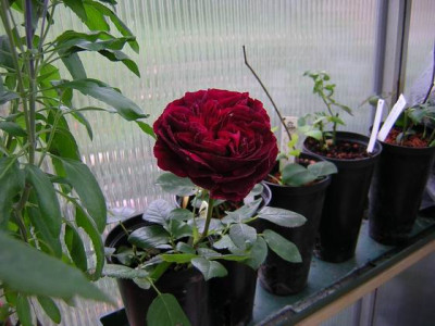 Falstaff_Steckl..JPG