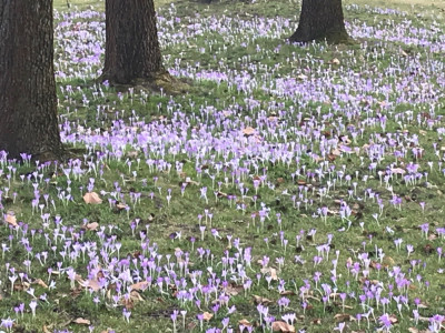 Crocus tomm. Blüte (1).JPG