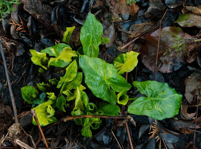 DSC02086_DxO.jpg