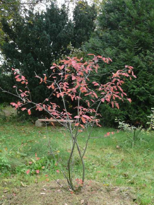 amelanchier081007.jpg