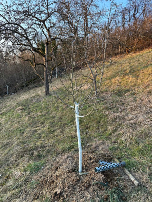 rindenbrand-weissanstrich2.jpg