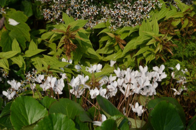 Cyclamen_hederifolium-weiß.17-1.jpg