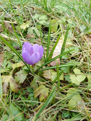 Elfenkrokuss