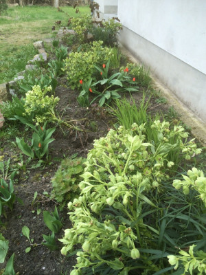 Helleborus foetidus.jpg