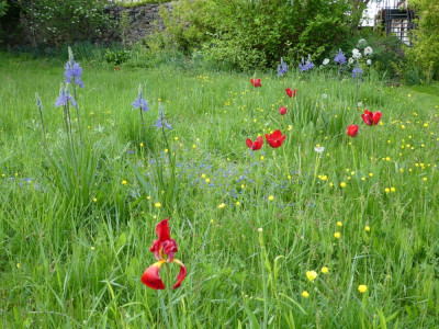tulpen - 1.jpeg