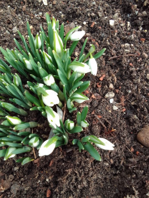 Galanthus nivalis Flore Pleno