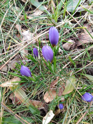 Elfenkrokuss