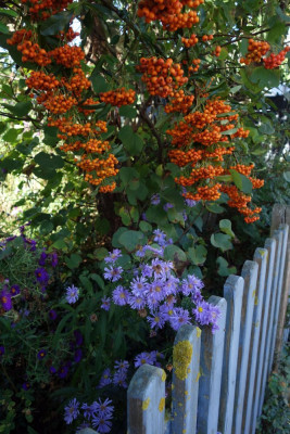 Pyracantha-OrangeCharmer.23-3.jpg