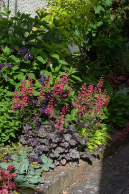 Heuchera-Milan.22-1.jpg